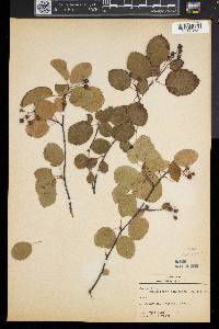 Amelanchier sanguinea image