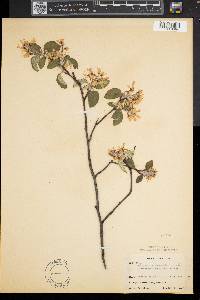 Amelanchier sanguinea image