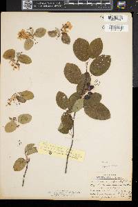 Amelanchier sanguinea image