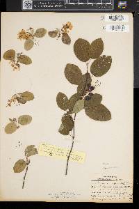 Amelanchier sanguinea image