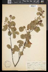Amelanchier spicata image