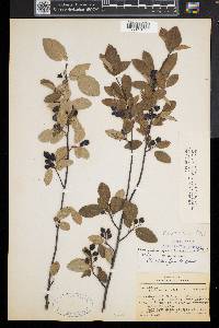 Amelanchier spicata image