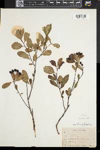 Aronia melanocarpa image