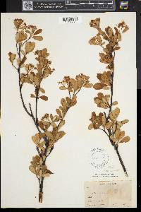 Aronia melanocarpa image