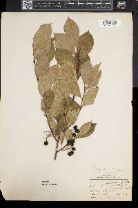 Aronia melanocarpa image