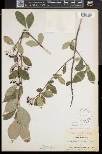 Aronia melanocarpa image