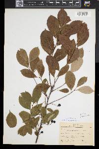 Aronia melanocarpa image