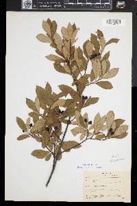 Aronia melanocarpa image