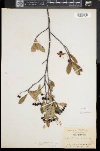 Aronia melanocarpa image