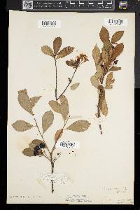 Aronia melanocarpa image