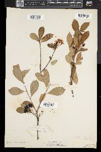 Aronia melanocarpa image
