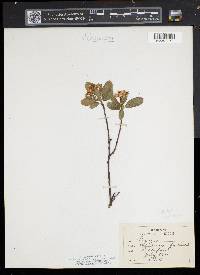 Aronia melanocarpa image