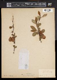 Chaenomeles japonica image