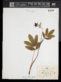Comarum palustre image
