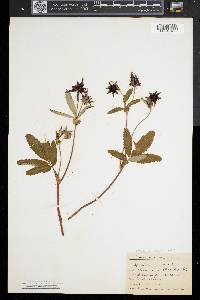 Comarum palustre image