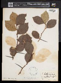Crataegus calpodendron image
