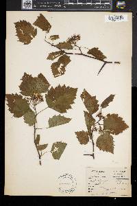 Crataegus calpodendron image