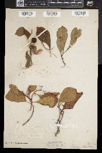Crataegus calpodendron image