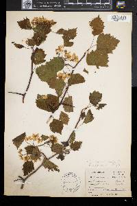 Crataegus coccinea image