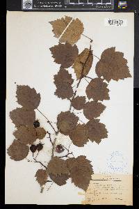 Crataegus coccinea image
