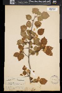 Crataegus coccinea image