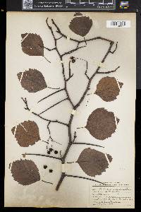 Crataegus coccinea image