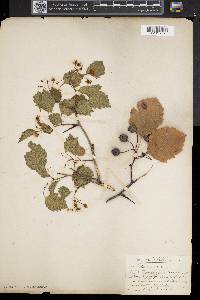 Crataegus coccinea image