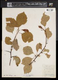 Crataegus coccinea image