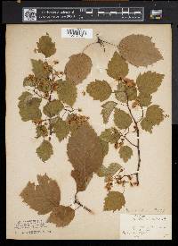Crataegus coccinea image