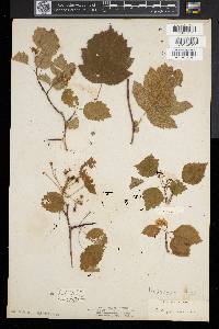 Crataegus coccinea image