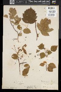 Crataegus coccinea image