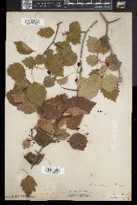 Crataegus coccinea image