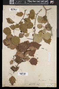 Crataegus coccinea image