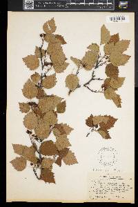 Crataegus intricata image