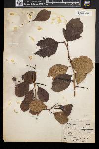 Crataegus persimilis image