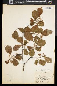 Crataegus punctata image