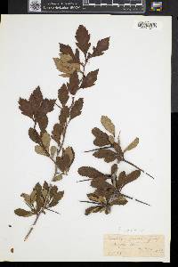 Crataegus punctata image