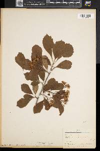 Crataegus punctata image