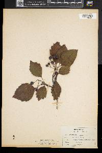 Crataegus punctata image