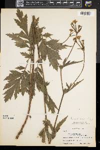 Geum aleppicum image
