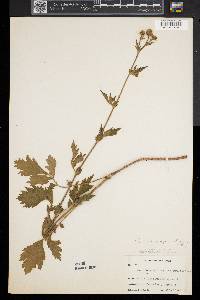 Geum aleppicum image