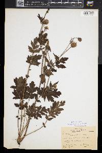 Geum aleppicum image