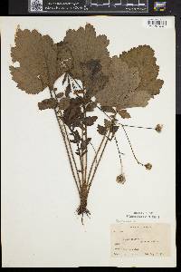 Geum aleppicum image