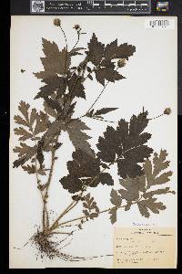 Geum aleppicum image