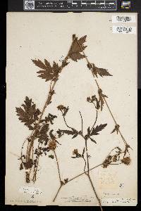Geum aleppicum image