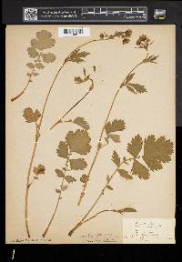 Geum rivale image