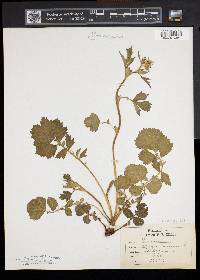 Geum virginianum image