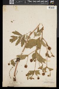 Geum virginianum image