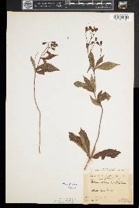 Gillenia trifoliata image