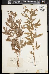 Gillenia trifoliata image